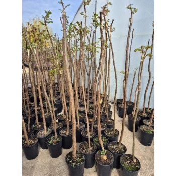 AKACJA ROBINIA na pniu szczepiona miododajna oryginał - sadzonki 140 / 160 cm